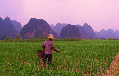 Farmer working field near Yangshuo